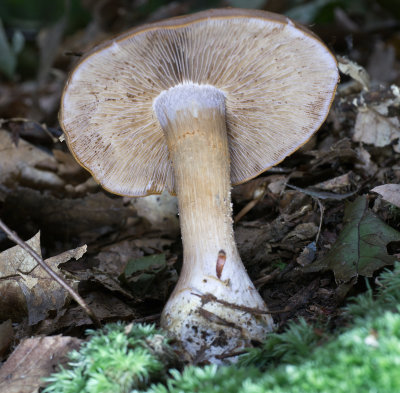 Cortinarius sp.1020252.jpg