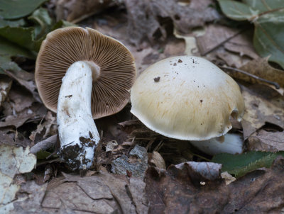 Cortinarius sp.1020278.jpg