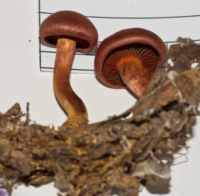 Cortinarius marylandensis 1020183.jpg