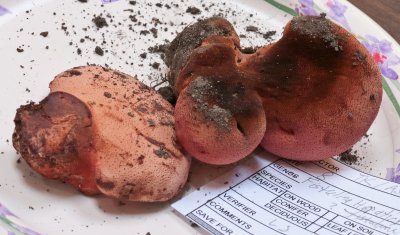 Fistulina hepatica1030199.jpg