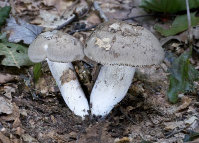 Gilled Mushroom1020271.jpg