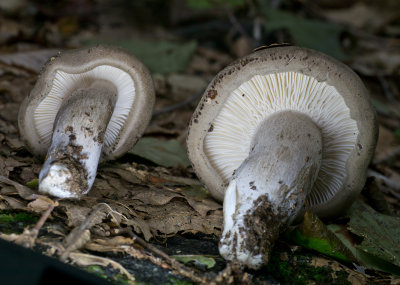 Gilled Mushroom1020275.jpg