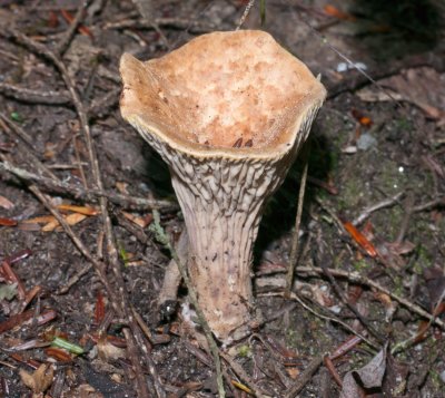 Gomphus floccosus1030109.jpg