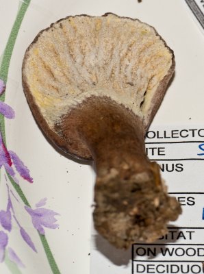 Hypomyces lateritius1020307.jpg