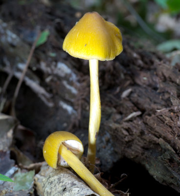 Inocephalus luteus1020262.jpg