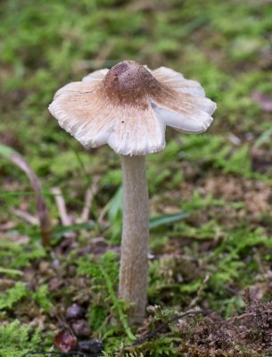 Inocybe sp.1020230.jpg