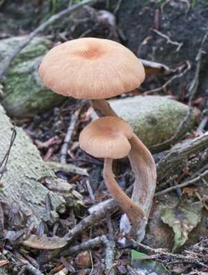 Laccaria laccata var. pallidifolia 1020038.jpg