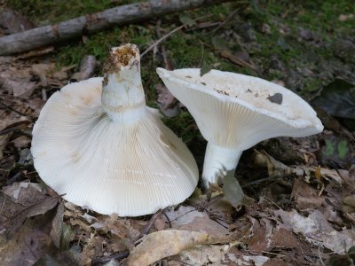 Lactarius piperatus1020273.jpg