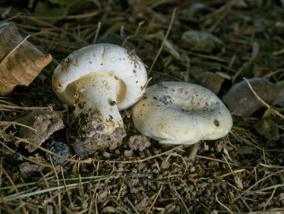 Lactarius subvellereus1010990.jpg