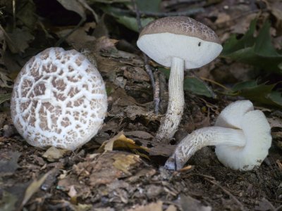 Leccinum holopus or scabrum1020255.jpg