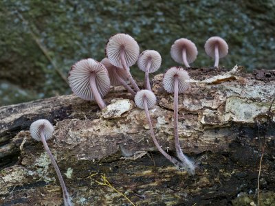 Mycena haematopus1020283.jpg