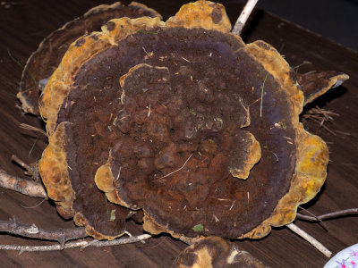 Phaeolus schweinitzii1020079.jpg