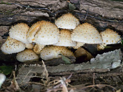 Pholiota squarrosa1020220.jpg