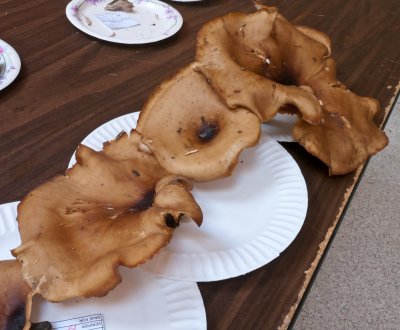 Polyporus badius1030271.jpg