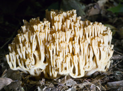 Ramaria formosa? 1020244.jpg