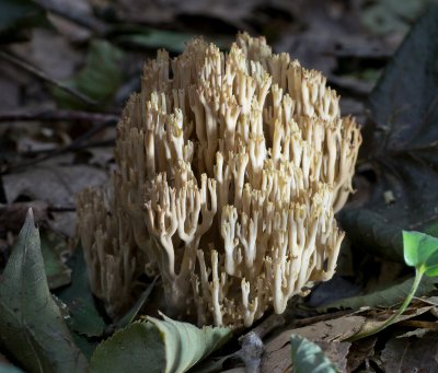 Ramaria stricta1020259.jpg