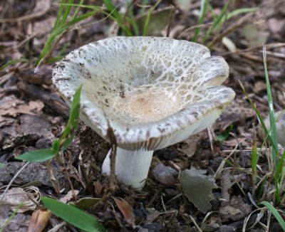 Russula parvovirescens1020085.jpg