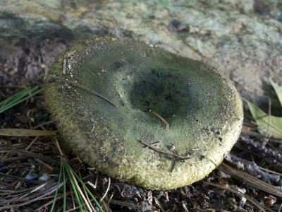 Russula atroviridis1010982.jpg