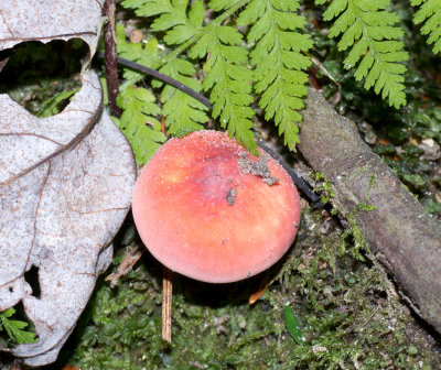 Russula dry cap, mild tasting 1020031.jpg