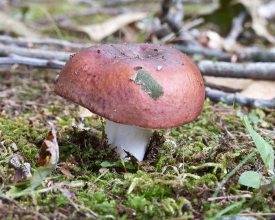 Russula sp.1030188.jpg