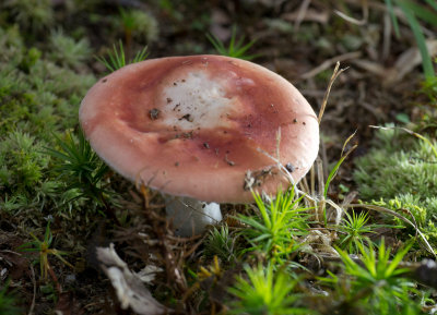 Russula sp.1020214.jpg