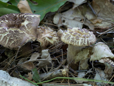 Sarcodon underwoodii1010985.jpg