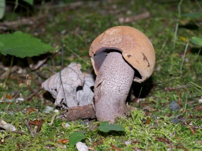 Tylopilus eximius1020029.jpg