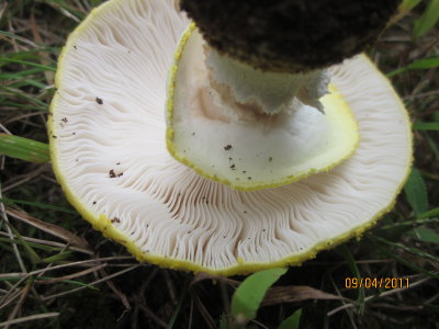 IMG_1318-Amanita flavorubescens.JPG