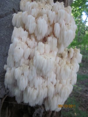 IMG_1384.JPG