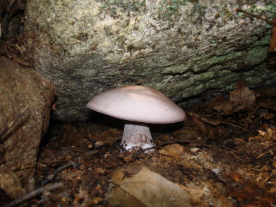 Lepista nuda (Clitocybe nuda).JPG