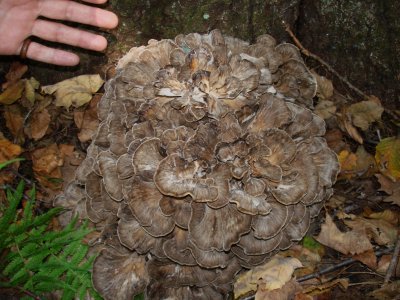 Grifola frondosa.JPG