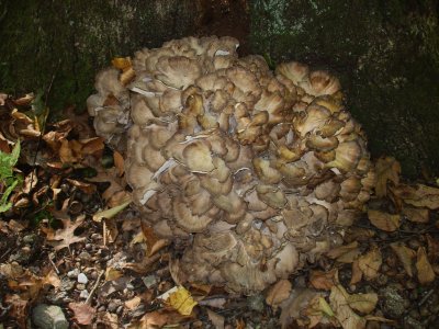 Grifola frondosa.JPG
