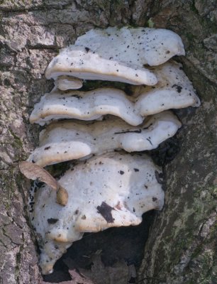 When I saw this cluster of mushrooms, I knew this must be a maple tree.  Oxyporus populinus usually has moss on it.1030401.jpg