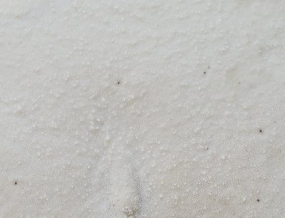 Piptoporus populinus pore surface close-up1000076-2.jpg