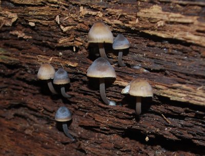 Mycena sp.0089 .jpg