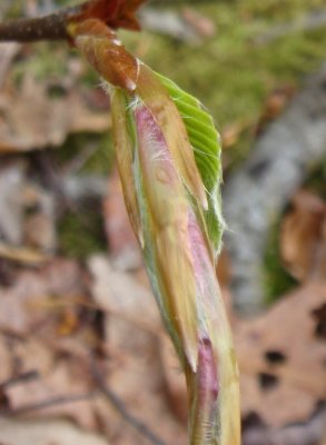 budding beech leaves.jpg