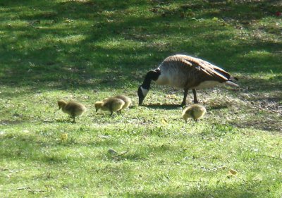 geese and their goslings_02.jpg