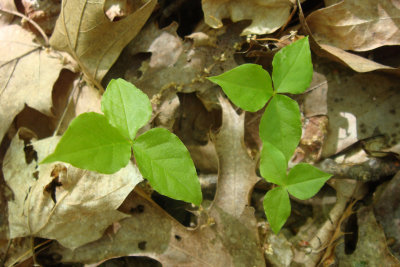young leaves of Jack in the Pulpit.jpg