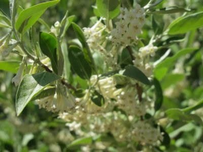Autumn_Olive_flower_Elaeagnus_umbellata.jpg
