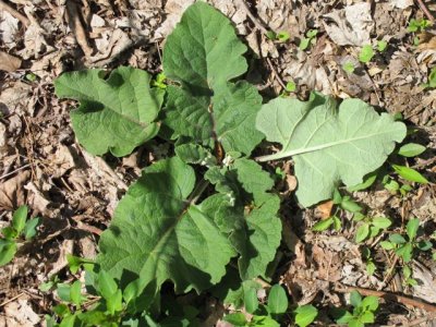Burdock_Arctium_sp_1.jpg