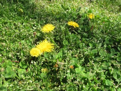 Dandelion_Taraxacum_officinale.jpg