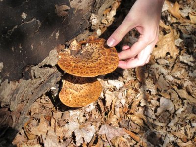 Dryads_Saddle_Polyporus_squamosus.jpg