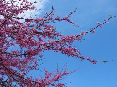 Eastern_Redbud_Cercis_canadensis_1.jpg