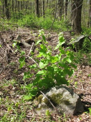 Garlic_Mustard_Alliaria_petiolata.jpg