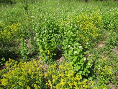 Garlic_Mustard_andWild_Mustard.jpg