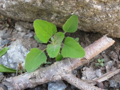 Lambs_Quarters_Chenopodium_album_young.jpg