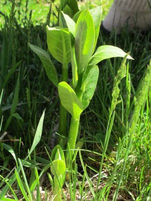 Milkweed_Asclepias_sp_shoot.jpg