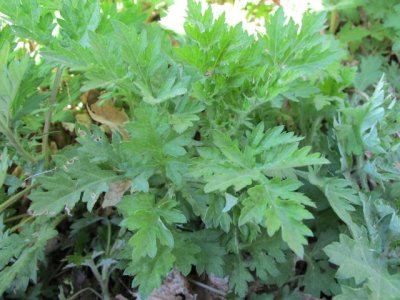 Mugwort_Artemisia_vulgaris.jpg