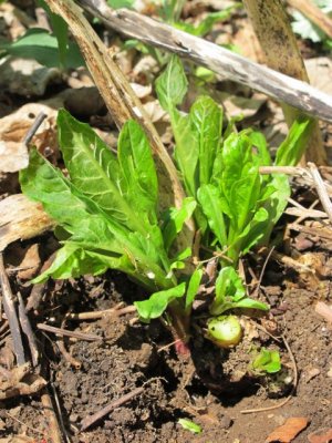Pokeweed_Phytolacca americana_shoots_.jpg