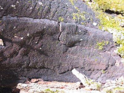 Hypoxylon sp..jpg